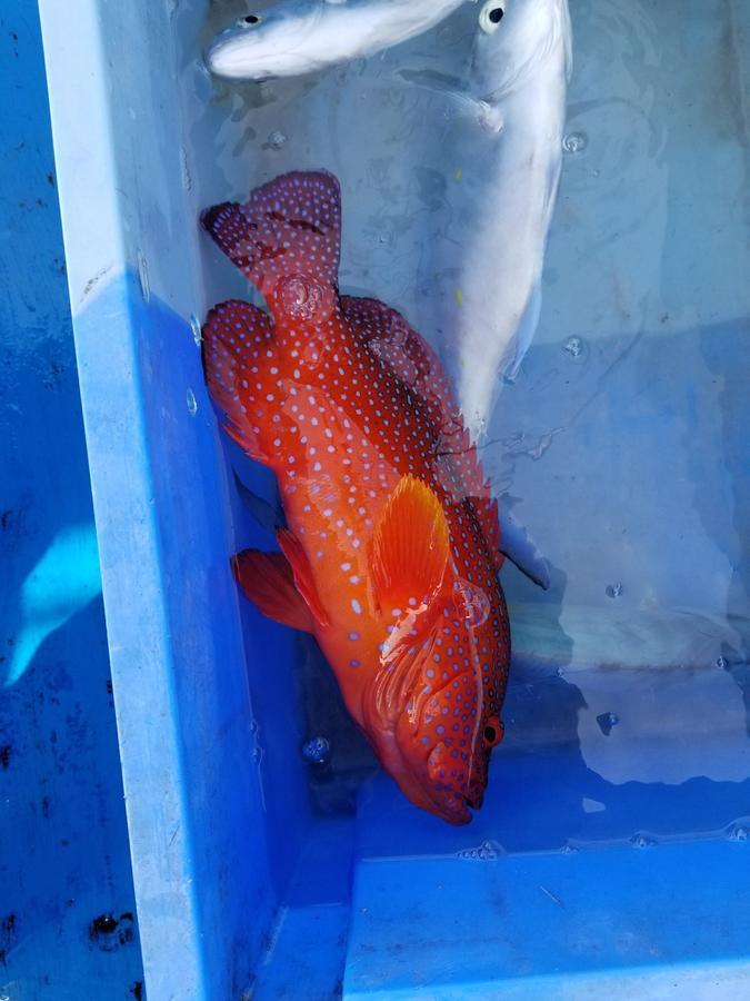 恩纳 Sea Blue酒店 外观 照片